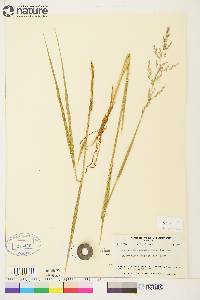 Arctagrostis latifolia image