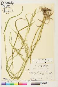 Arctagrostis latifolia subsp. arundinacea image