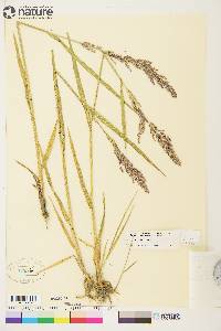 Arctagrostis latifolia subsp. arundinacea image