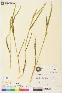 Arctagrostis latifolia image