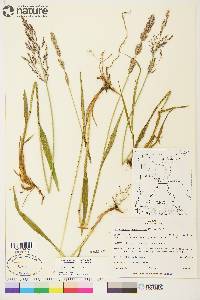 Arctagrostis latifolia subsp. arundinacea image