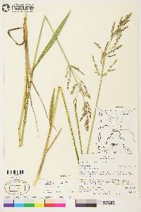 Arctagrostis latifolia image