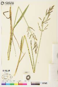 Arctagrostis latifolia subsp. arundinacea image