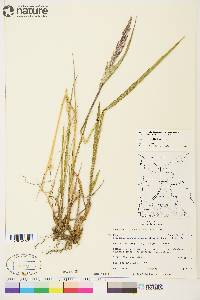 Arctagrostis latifolia image