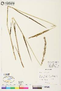 Arctagrostis latifolia image