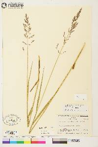 Arctagrostis latifolia subsp. arundinacea image