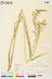 Arctagrostis latifolia subsp. arundinacea image