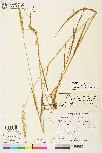 Arctagrostis latifolia subsp. arundinacea image