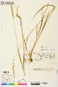 Arctagrostis latifolia subsp. arundinacea image