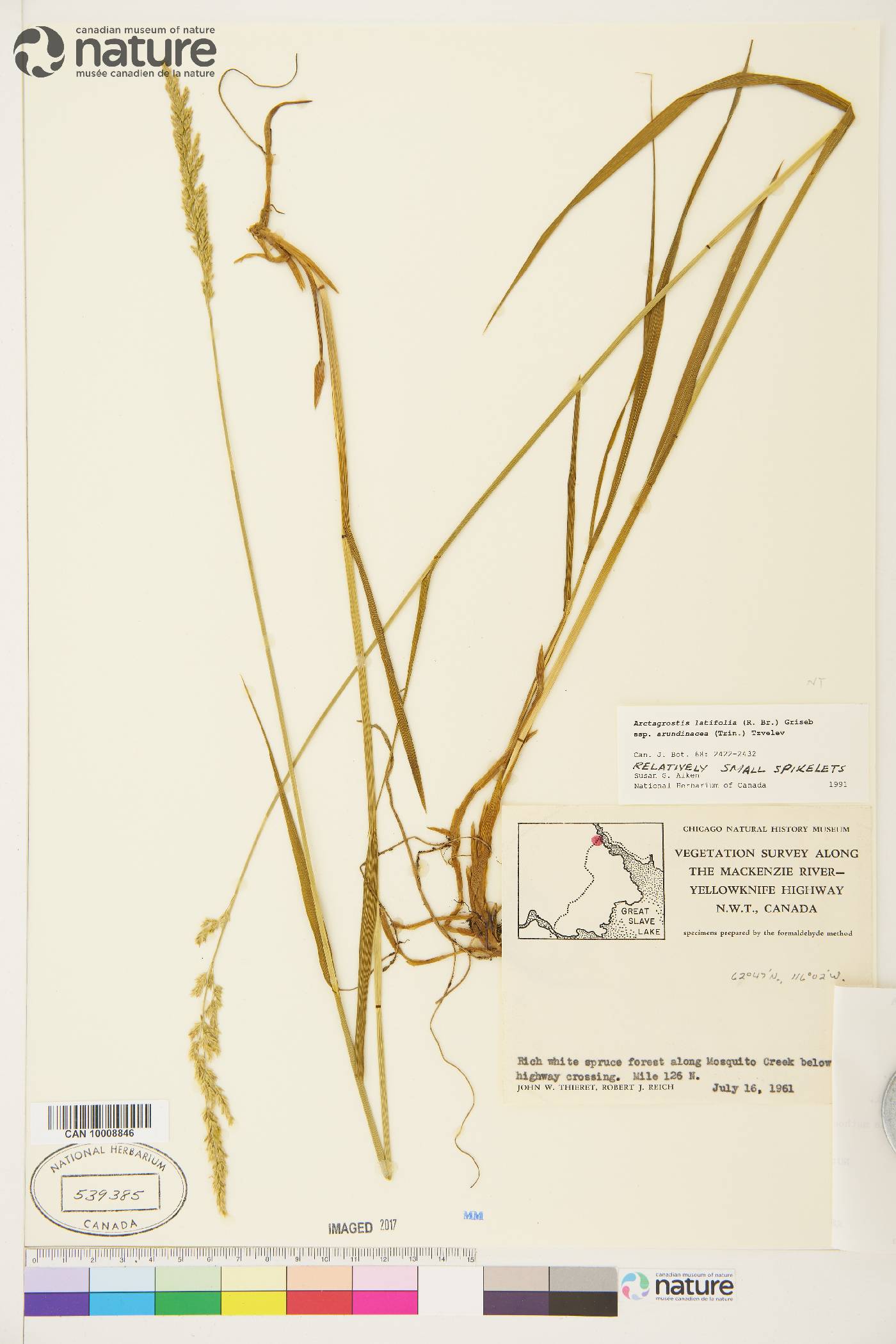 Arctagrostis latifolia image