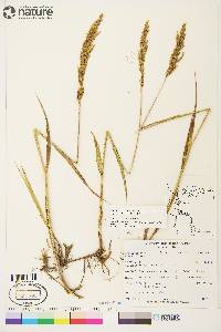 Arctagrostis latifolia subsp. arundinacea image