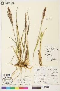 Arctagrostis latifolia image