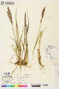 Arctagrostis latifolia image