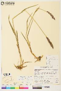 Arctagrostis latifolia image