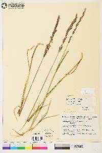 Arctagrostis latifolia subsp. arundinacea image