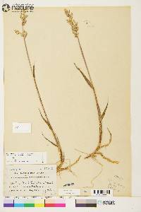 Arctagrostis latifolia image