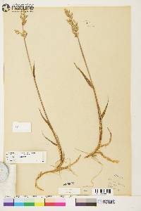 Arctagrostis latifolia subsp. arundinacea image