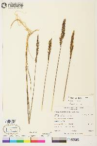 Arctagrostis latifolia subsp. arundinacea image