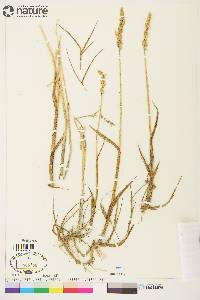 Arctagrostis latifolia subsp. latifolia image