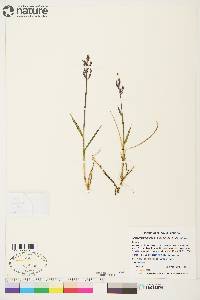 Arctagrostis latifolia subsp. latifolia image