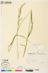 Arctagrostis latifolia subsp. arundinacea image