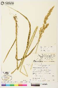 Arctagrostis latifolia image