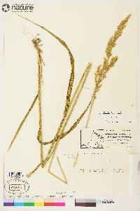 Arctagrostis latifolia subsp. arundinacea image