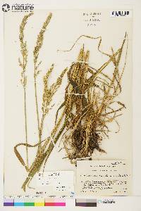 Arctagrostis latifolia image