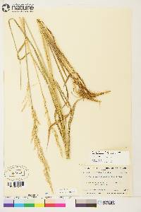 Arctagrostis latifolia subsp. arundinacea image