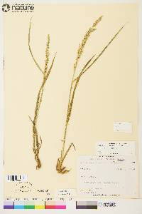 Arctagrostis latifolia image