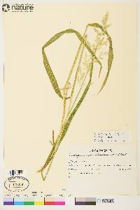 Arctagrostis latifolia subsp. arundinacea image