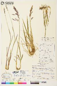 Arctagrostis latifolia subsp. arundinacea image