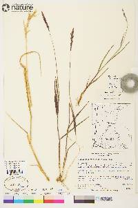 Arctagrostis latifolia subsp. arundinacea image