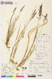 Arctagrostis latifolia image