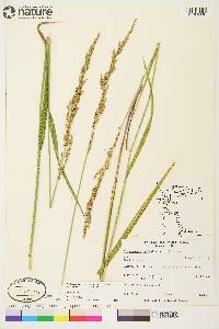 Arctagrostis latifolia subsp. arundinacea image