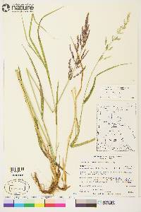 Arctagrostis latifolia subsp. arundinacea image