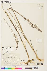 Arctagrostis latifolia subsp. arundinacea image