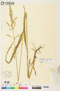 Arctagrostis latifolia subsp. arundinacea image