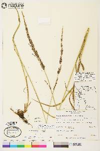 Arctagrostis latifolia subsp. arundinacea image