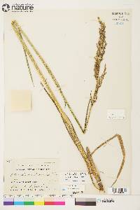 Arctagrostis latifolia subsp. arundinacea image