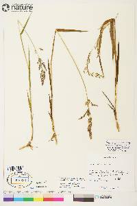 Arctagrostis latifolia subsp. arundinacea image