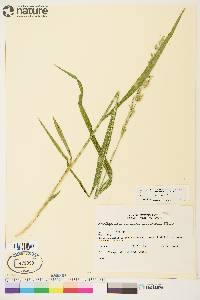 Arctagrostis latifolia image