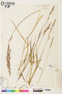 Arctagrostis latifolia image