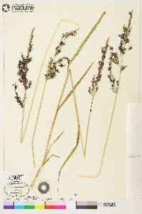 Arctagrostis latifolia subsp. arundinacea image