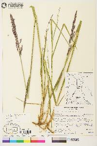 Arctagrostis latifolia subsp. arundinacea image