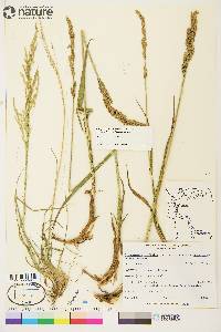 Arctagrostis latifolia subsp. arundinacea image