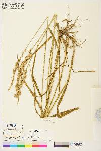 Arctagrostis latifolia subsp. arundinacea image