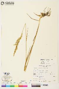 Arctagrostis latifolia image