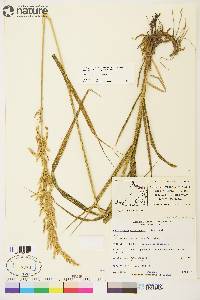 Arctagrostis latifolia subsp. arundinacea image