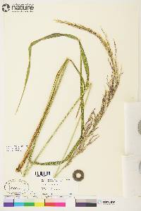 Arctagrostis latifolia subsp. arundinacea image